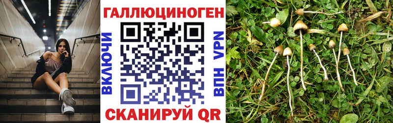 Псилоцибиновые грибы GOLDEN TEACHER  Касли 